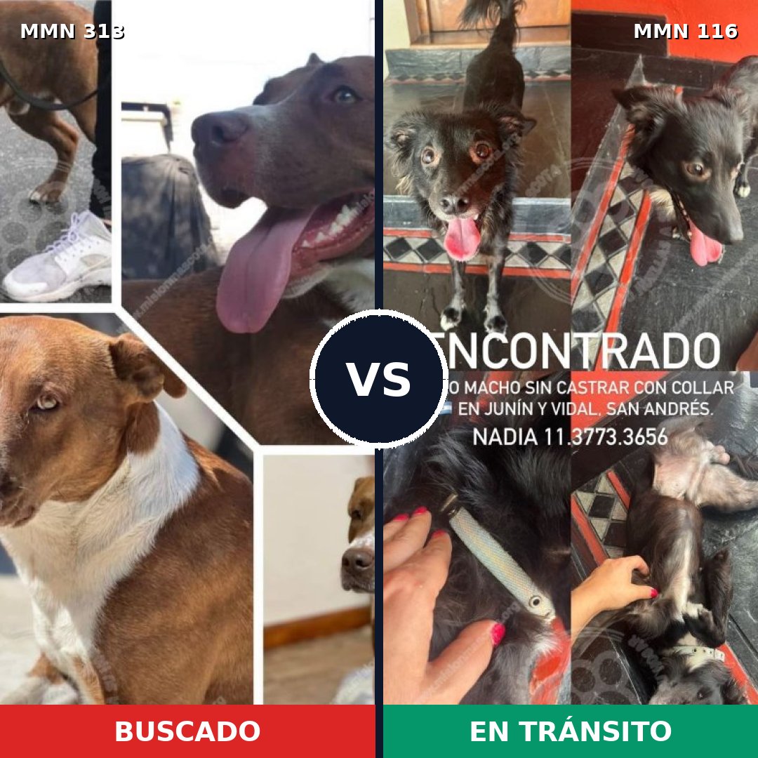 Comparativa MMS 6365: mascota perdida y mascota encontrada, 47% de similitud