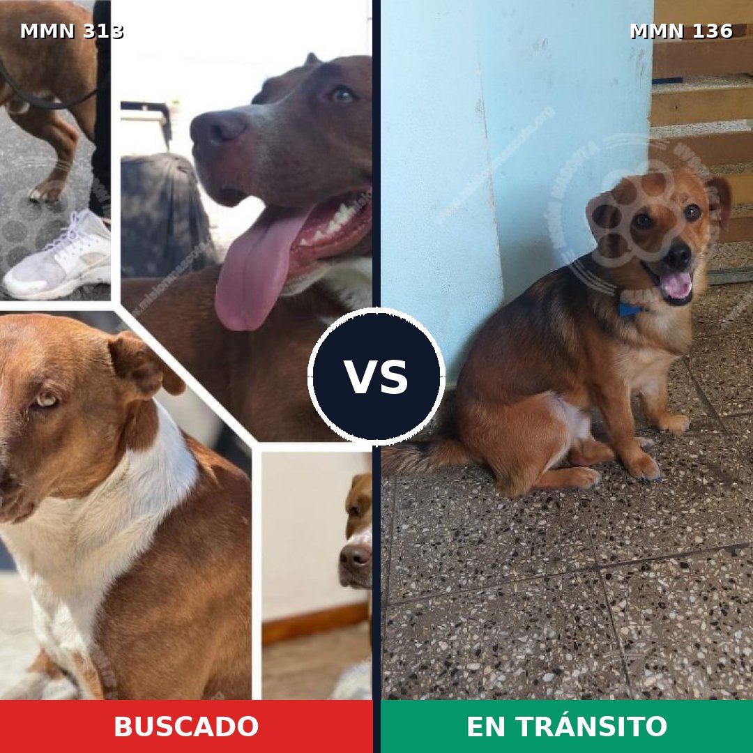 Comparativa MMS 6366: mascota perdida y mascota encontrada, 62% de similitud
