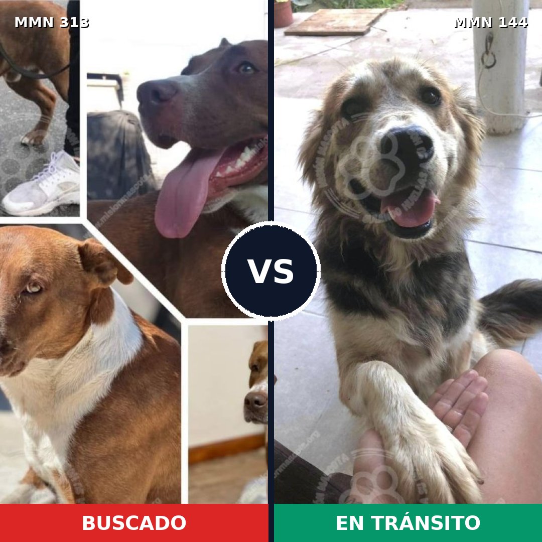 Comparativa MMS 6367: mascota perdida y mascota encontrada, 47% de similitud