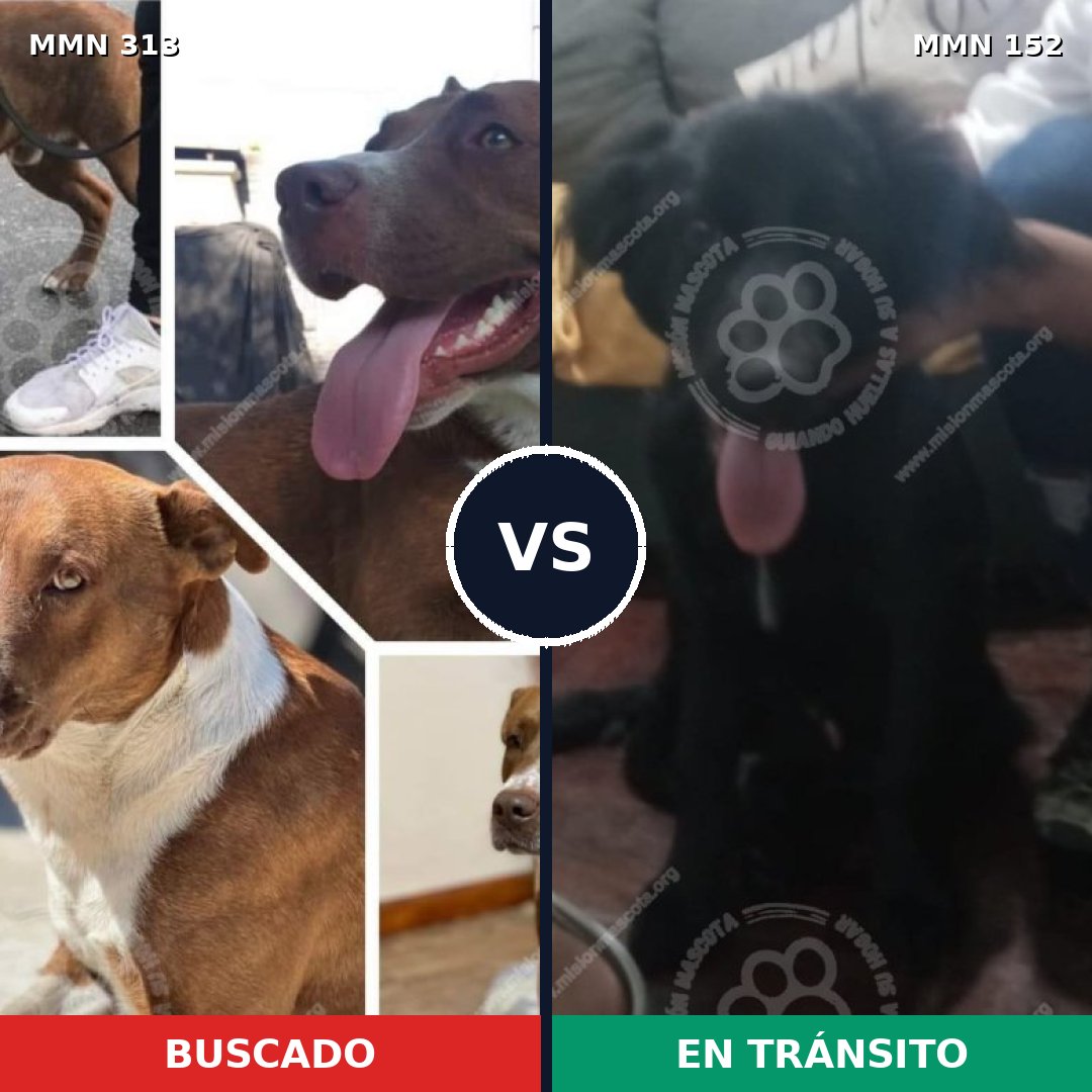 Comparativa MMS 6368: mascota perdida y mascota encontrada, 47% de similitud