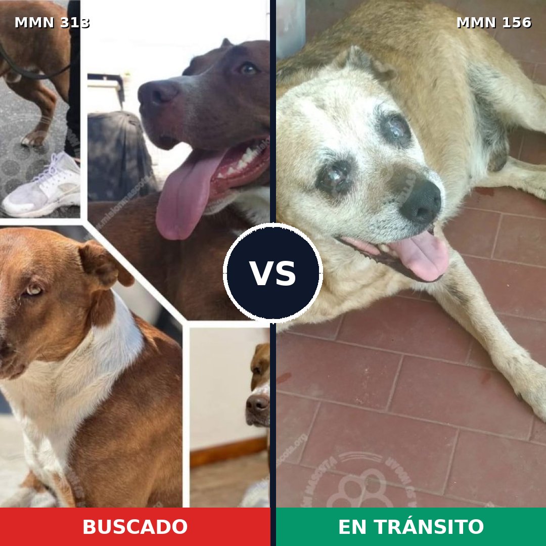Comparativa MMS 6369: mascota perdida y mascota encontrada, 43% de similitud