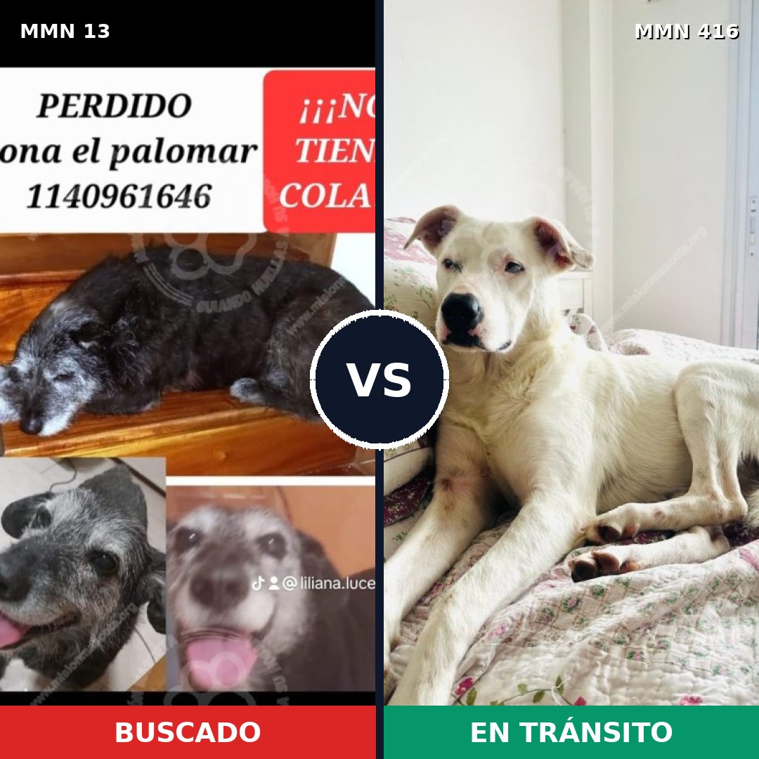 Comparativa MMS 637: mascota perdida y mascota encontrada, 67% de similitud