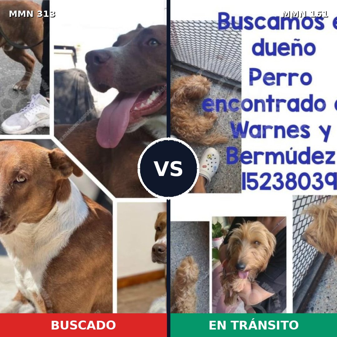 Comparativa MMS 6370: mascota perdida y mascota encontrada, 71% de similitud