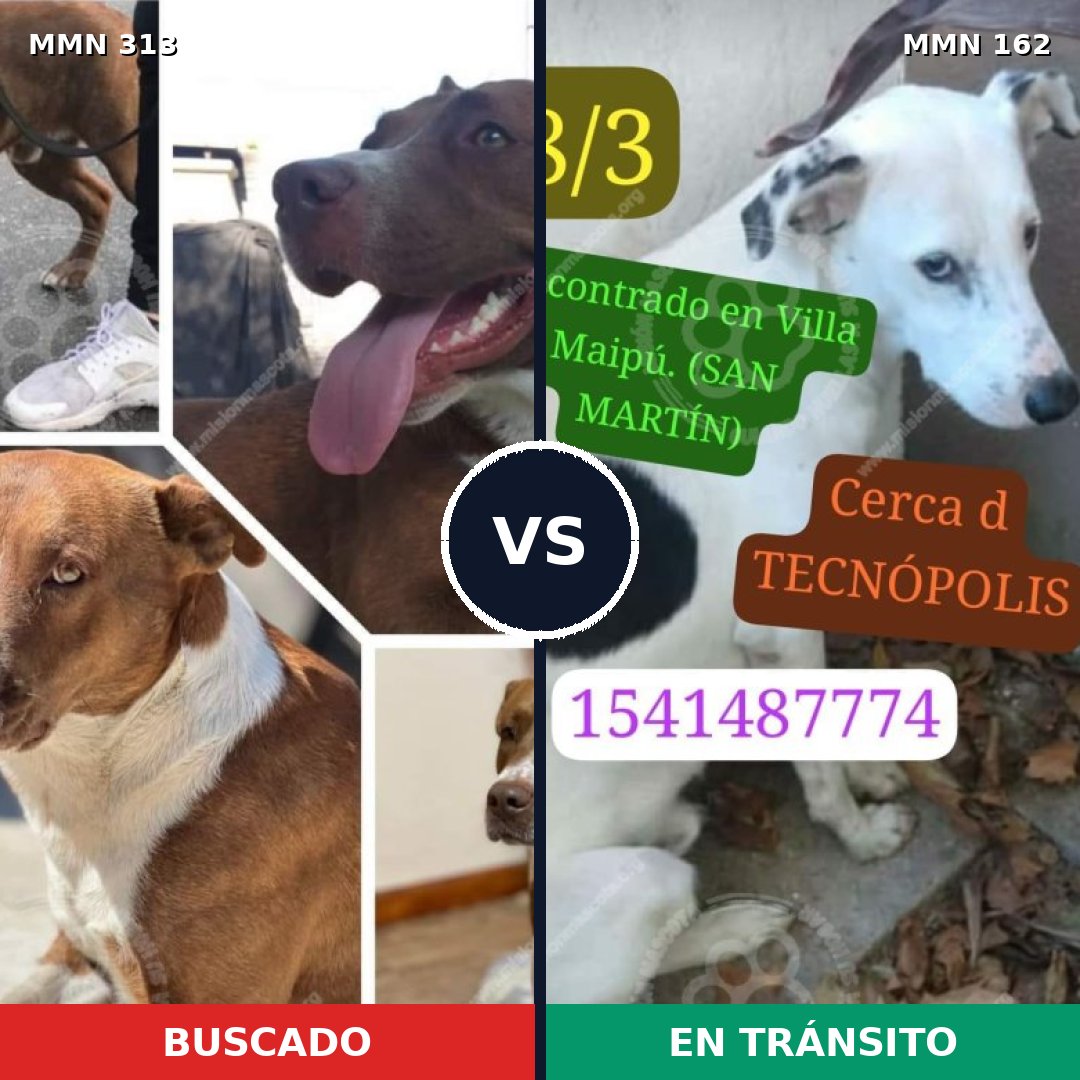 Comparativa MMS 6371: mascota perdida y mascota encontrada, 44% de similitud
