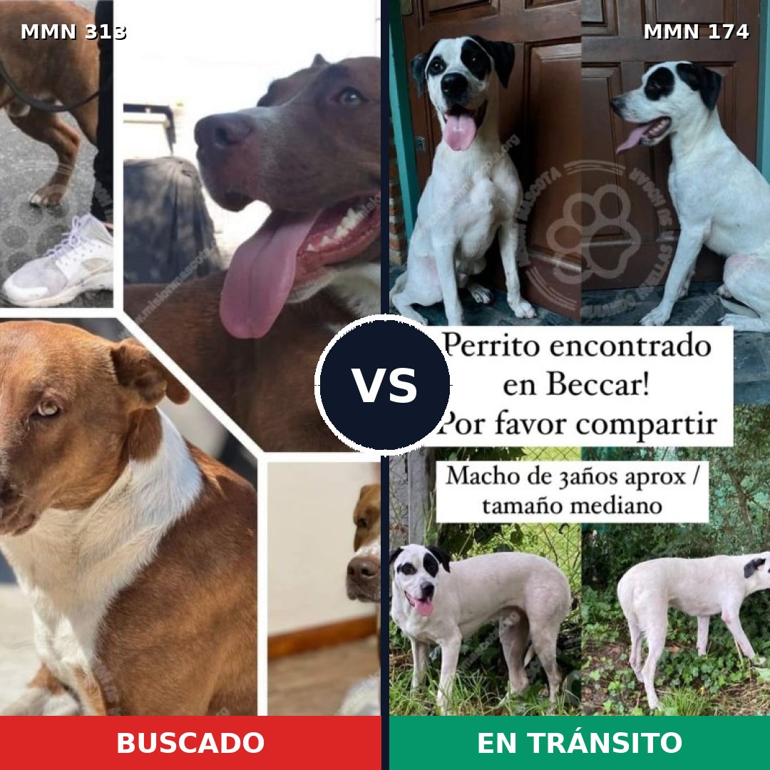 Comparativa MMS 6372: mascota perdida y mascota encontrada, 48% de similitud