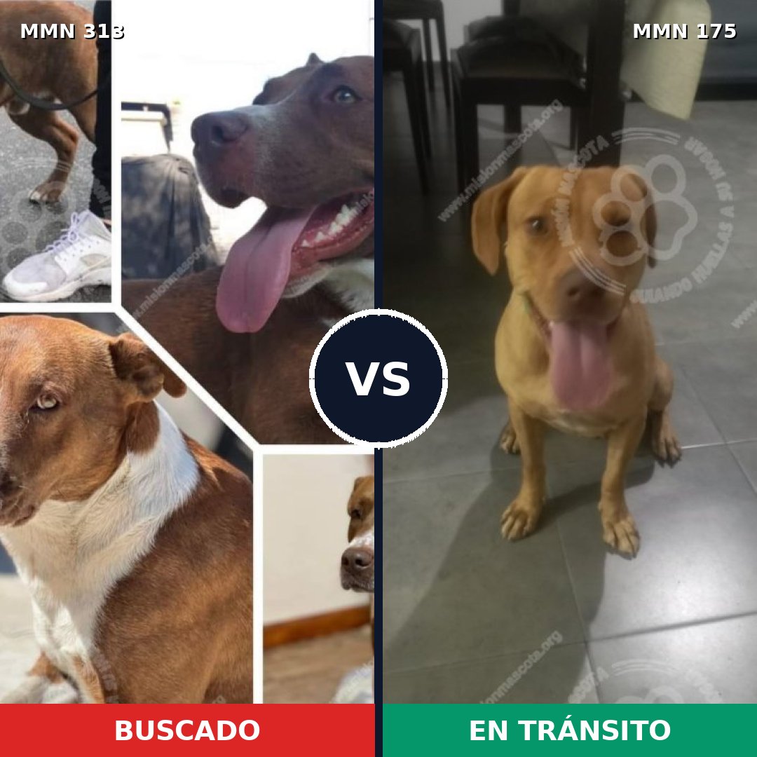 Comparativa MMS 6373: mascota perdida y mascota encontrada, 56% de similitud