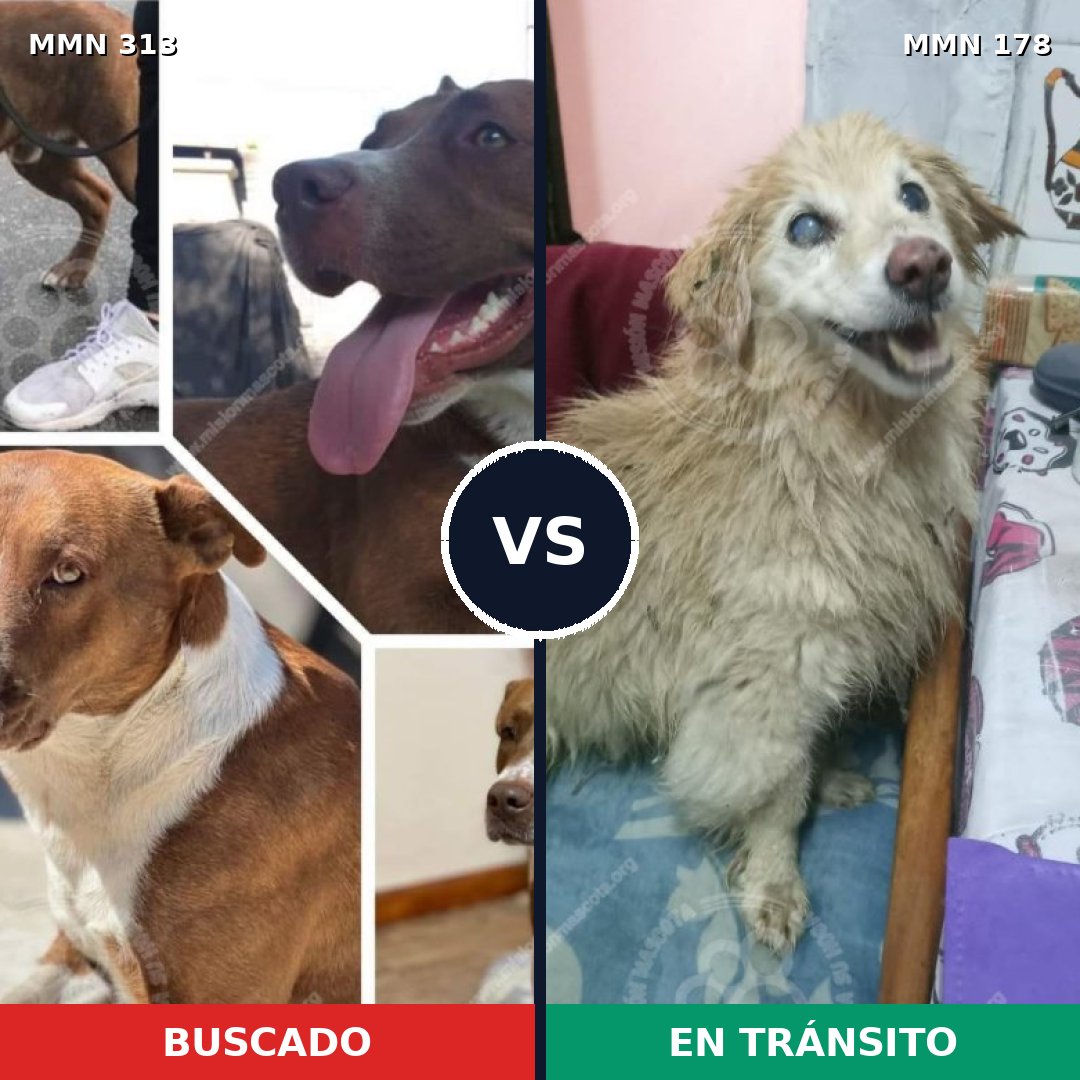 Comparativa MMS 6374: mascota perdida y mascota encontrada, 44% de similitud