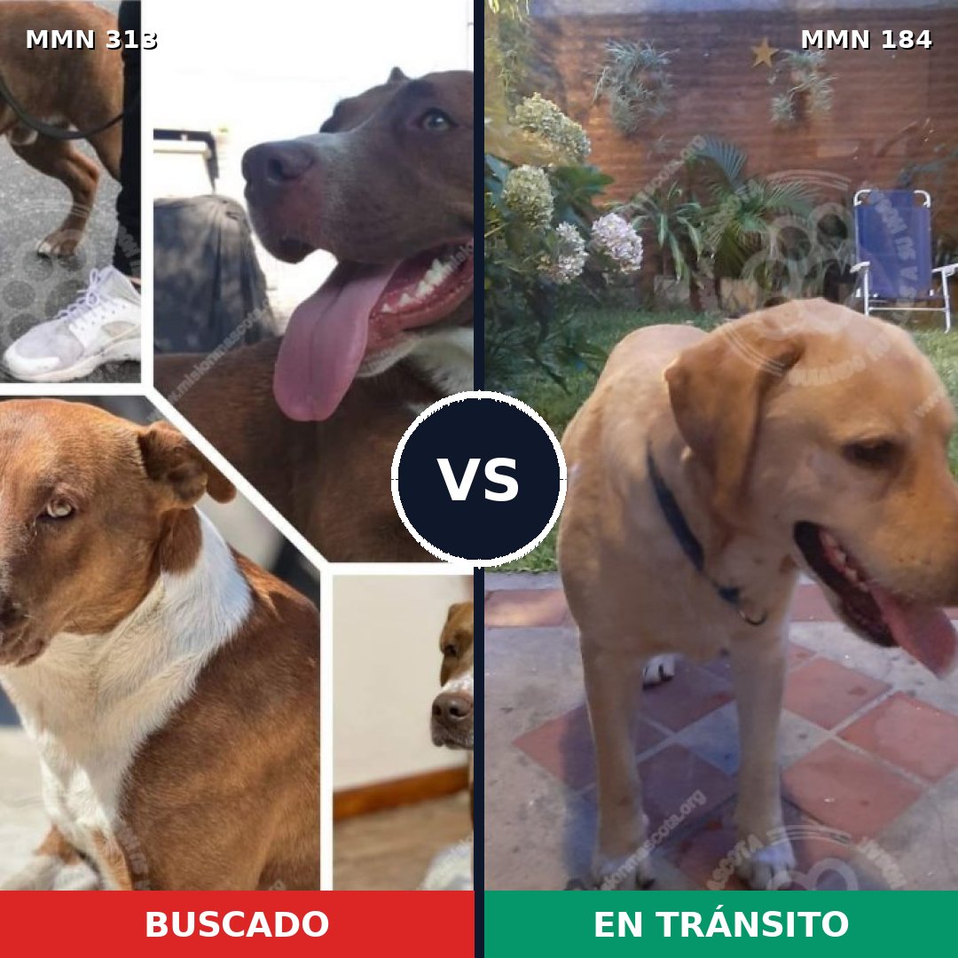 Comparativa MMS 6375: mascota perdida y mascota encontrada, 4% de similitud