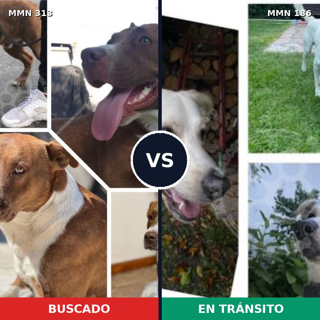 Comparativa MMS 6376: mascota perdida y mascota encontrada, 6% de similitud