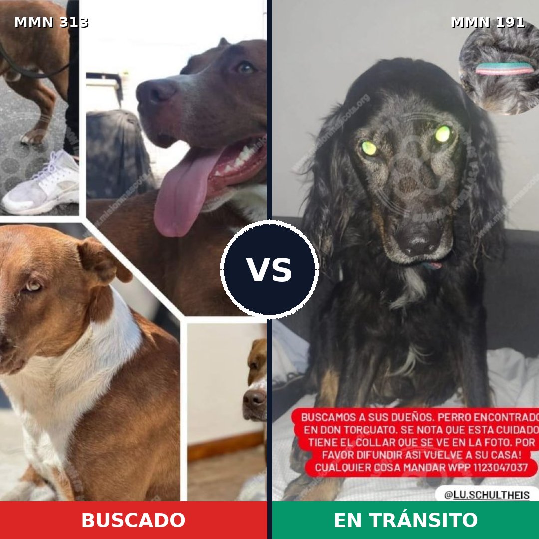 Comparativa MMS 6377: mascota perdida y mascota encontrada, 48% de similitud