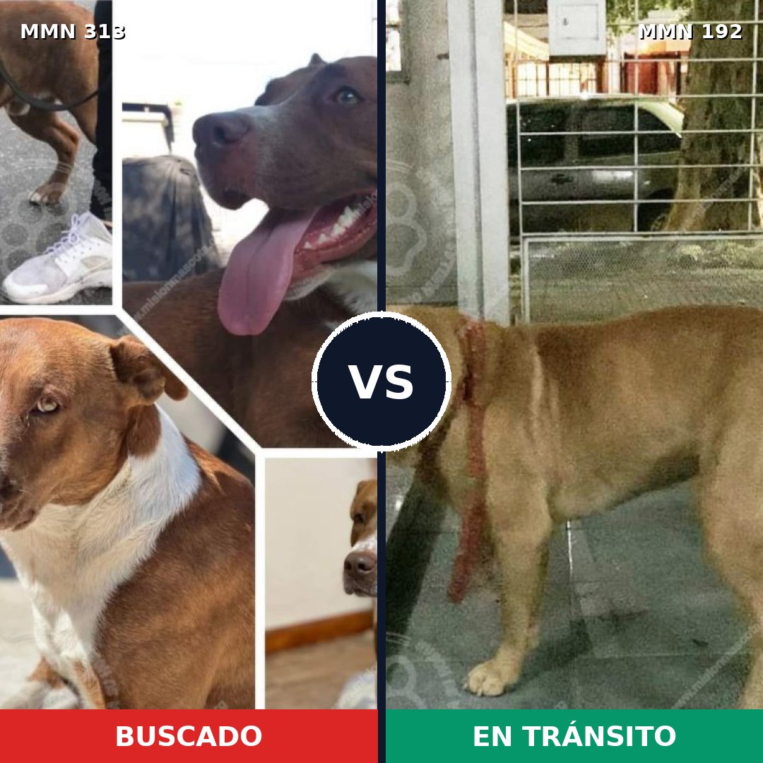 Comparativa MMS 6378: mascota perdida y mascota encontrada, 17% de similitud