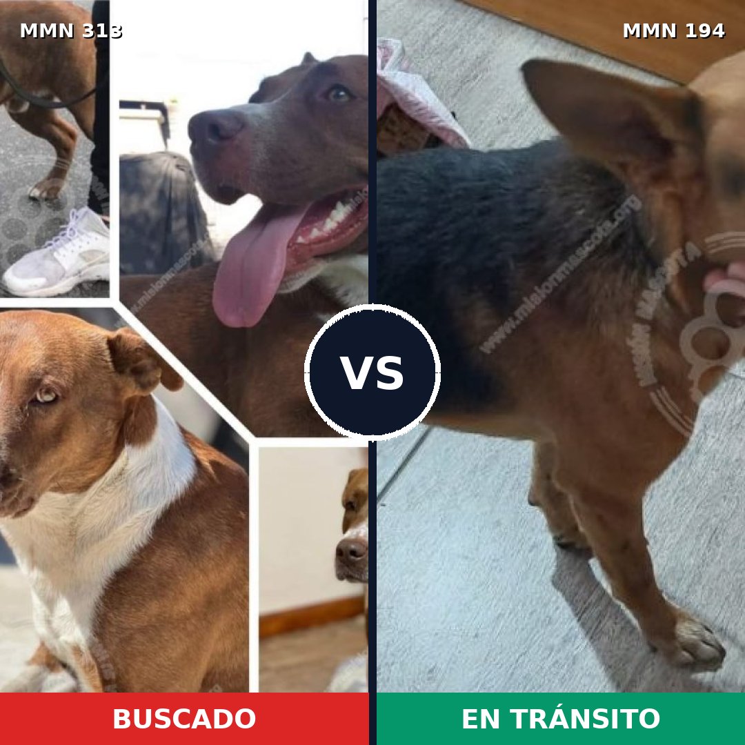 Comparativa MMS 6379: mascota perdida y mascota encontrada, 67% de similitud