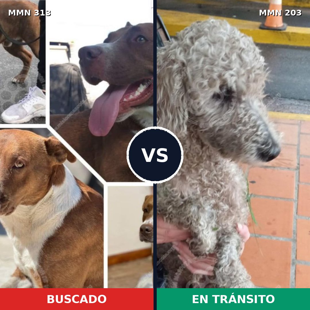Comparativa MMS 6380: mascota perdida y mascota encontrada, 8% de similitud