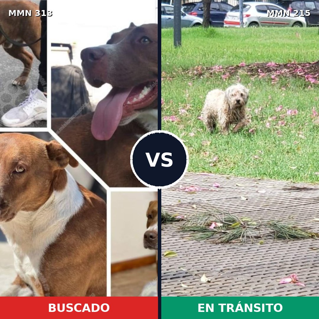Comparativa MMS 6381: mascota perdida y mascota encontrada, 6% de similitud