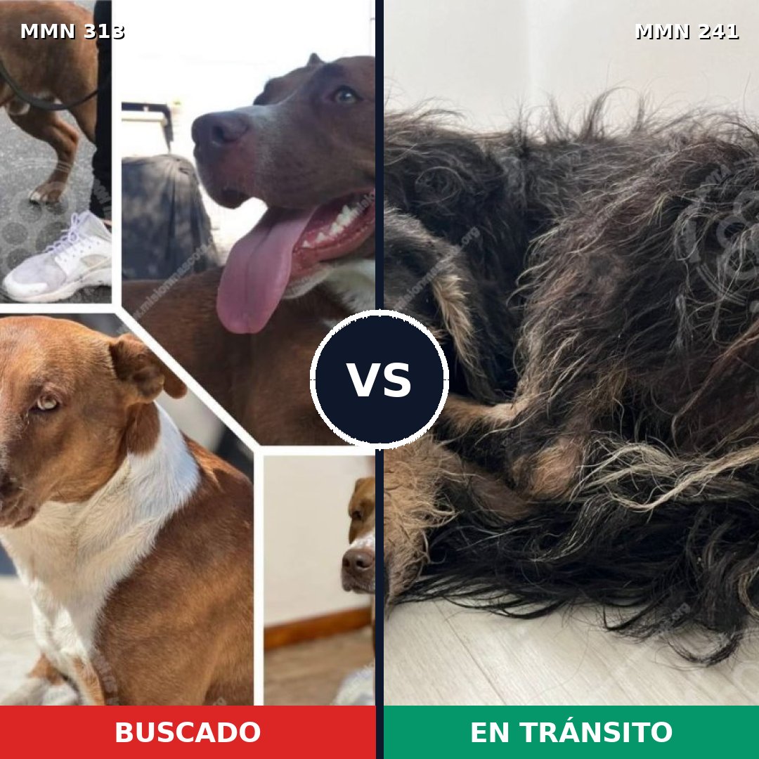 Comparativa MMS 6383: mascota perdida y mascota encontrada, 4% de similitud