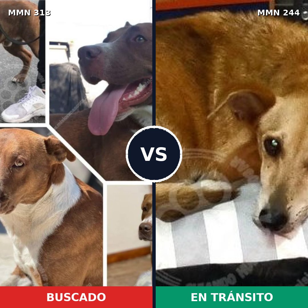 Comparativa MMS 6384: mascota perdida y mascota encontrada, 60% de similitud