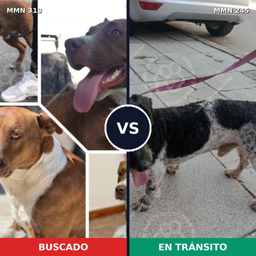 Comparativa MMS 6385: mascota perdida y mascota encontrada, 47% de similitud