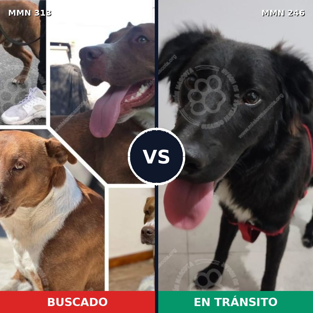 Comparativa MMS 6386: mascota perdida y mascota encontrada, 60% de similitud