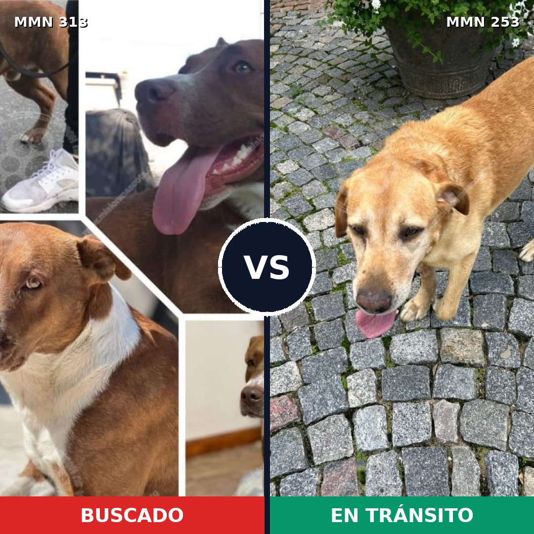 Comparativa MMS 6387: mascota perdida y mascota encontrada, 17% de similitud