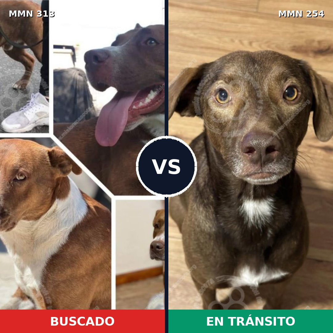 Comparativa MMS 6388: mascota perdida y mascota encontrada, 57% de similitud