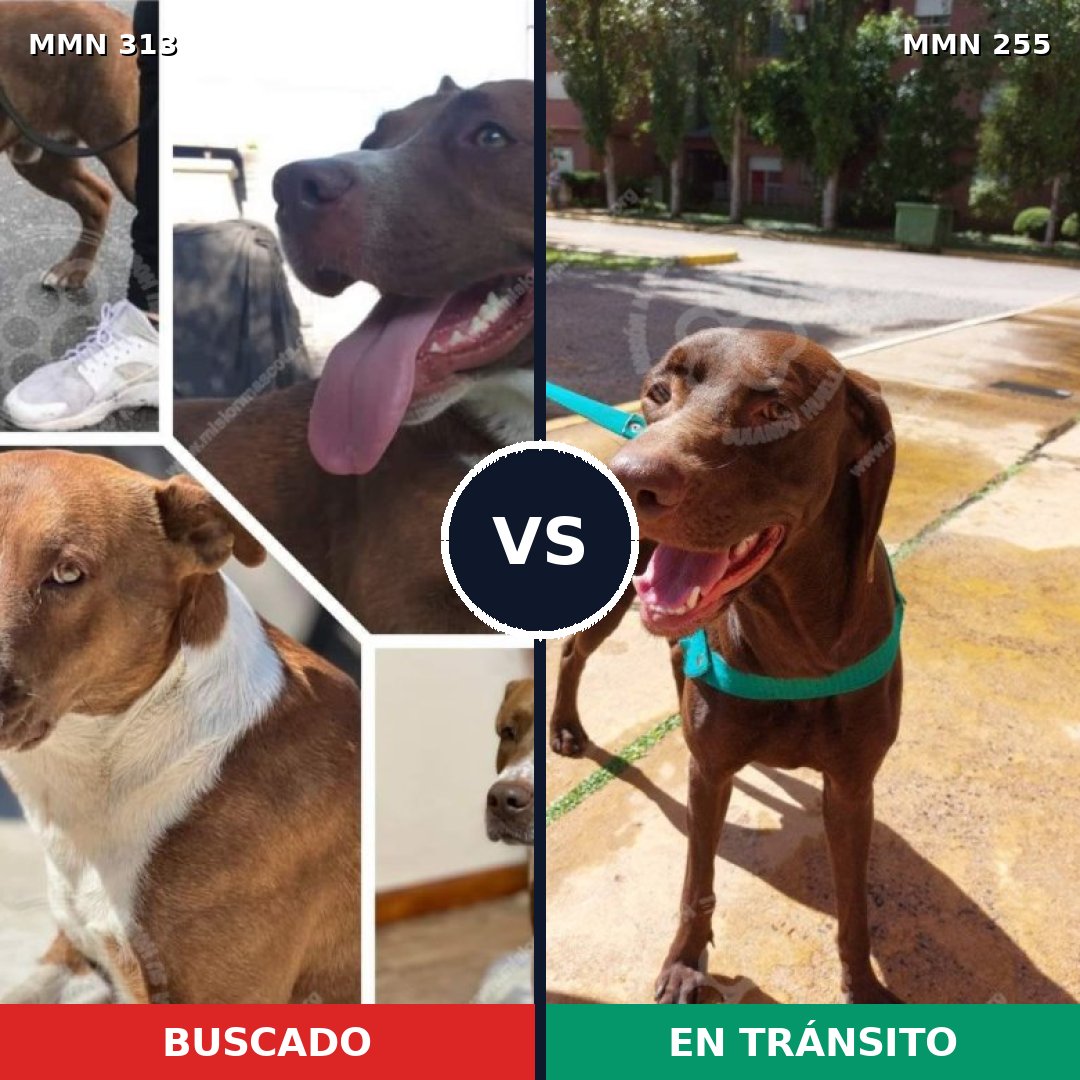 Comparativa MMS 6389: mascota perdida y mascota encontrada, 21% de similitud