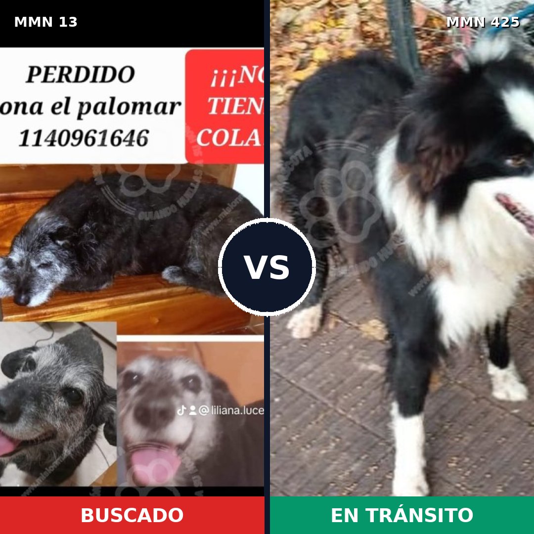Comparativa MMS 639: mascota perdida y mascota encontrada, 69% de similitud