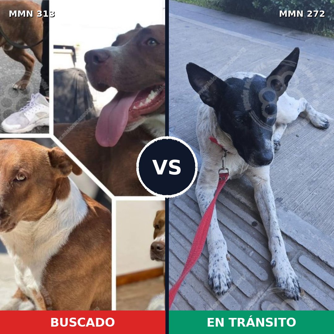 Comparativa MMS 6391: mascota perdida y mascota encontrada, 8% de similitud