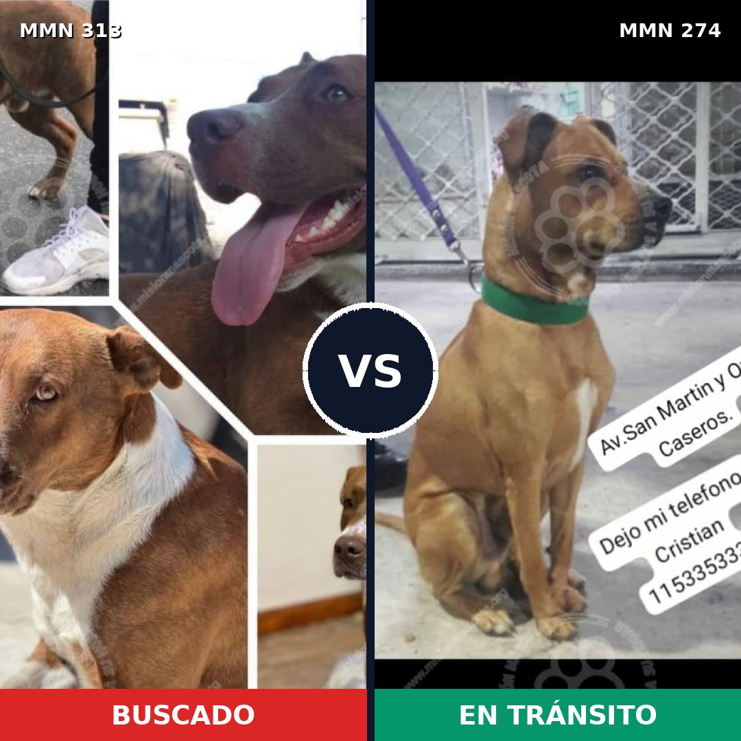 Comparativa MMS 6392: mascota perdida y mascota encontrada, 44% de similitud