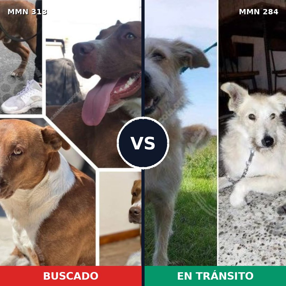 Comparativa MMS 6393: mascota perdida y mascota encontrada, 48% de similitud