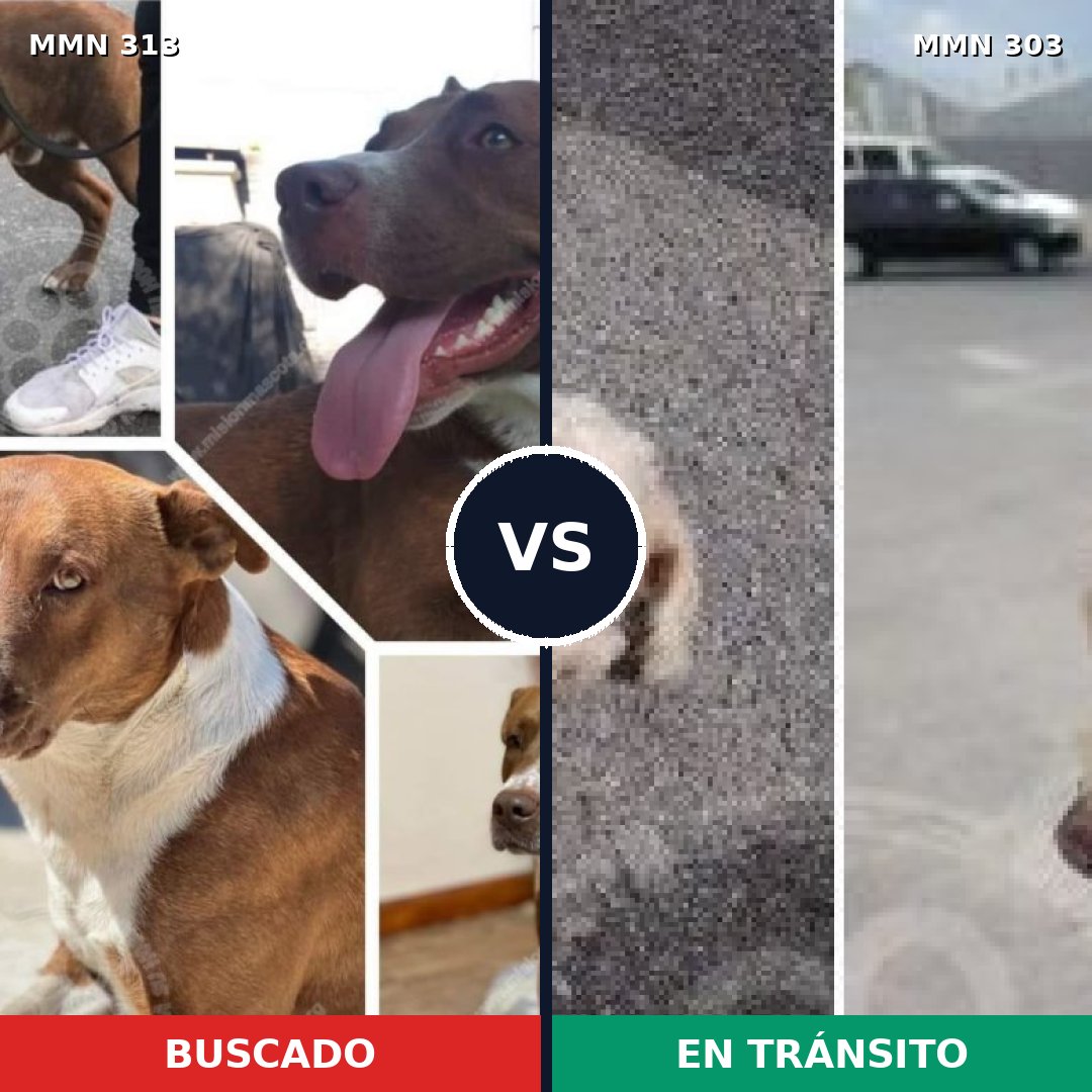 Comparativa MMS 6394: mascota perdida y mascota encontrada, 6% de similitud