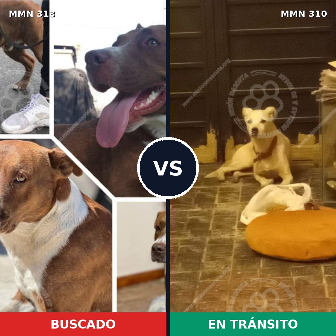 Comparativa MMS 6395: mascota perdida y mascota encontrada, 55% de similitud