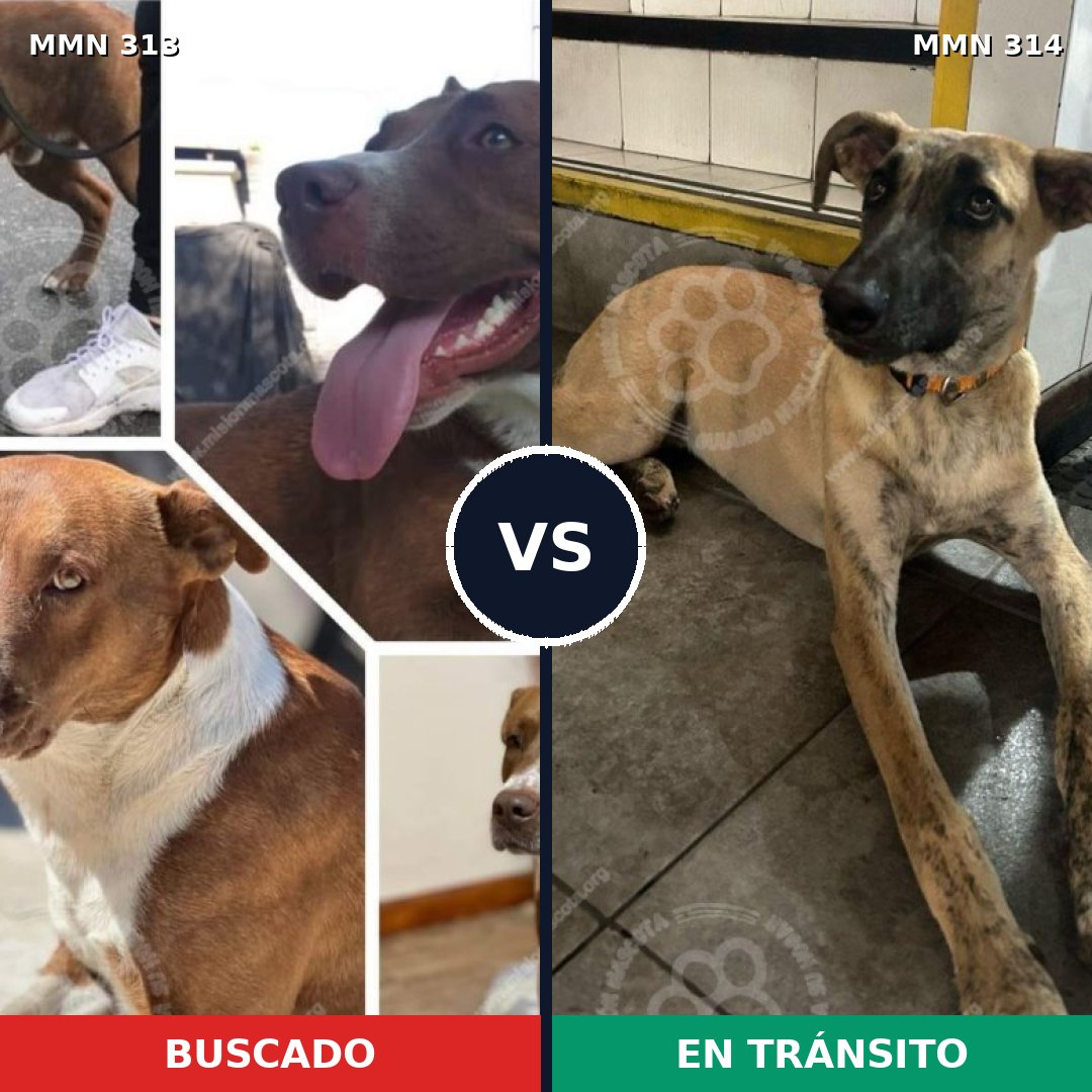 Comparativa MMS 6396: mascota perdida y mascota encontrada, 14% de similitud