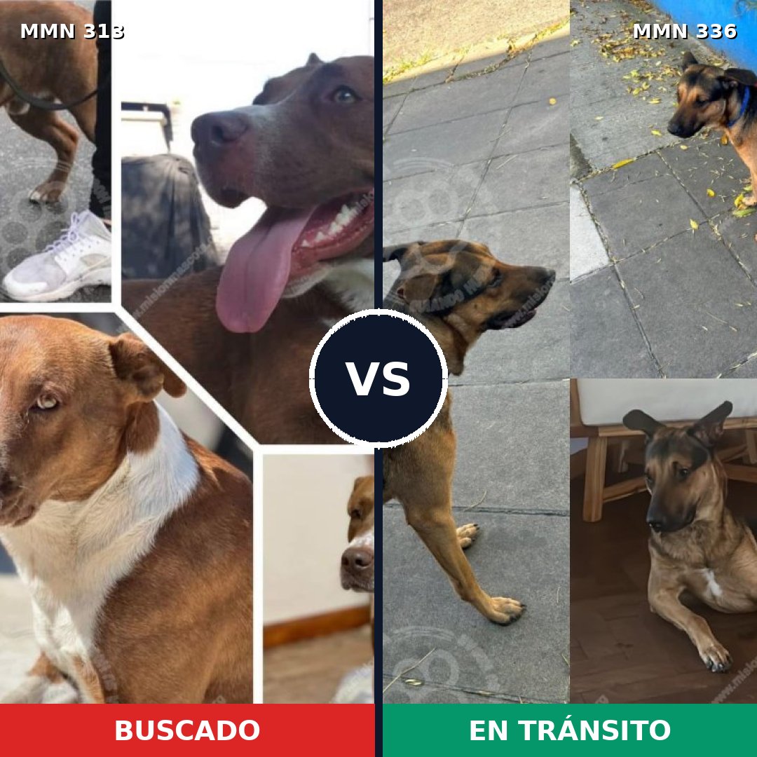 Comparativa MMS 6397: mascota perdida y mascota encontrada, 65% de similitud