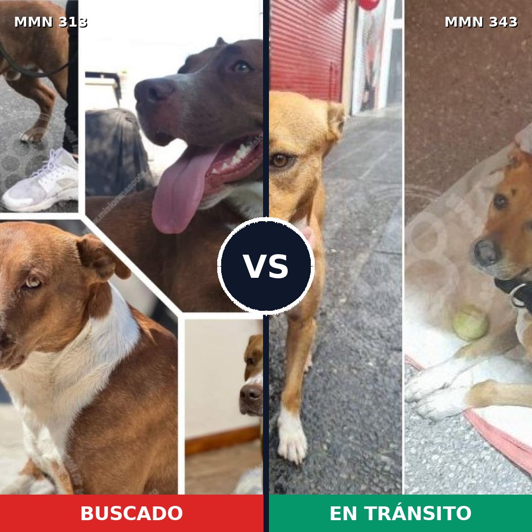 Comparativa MMS 6398: mascota perdida y mascota encontrada, 55% de similitud