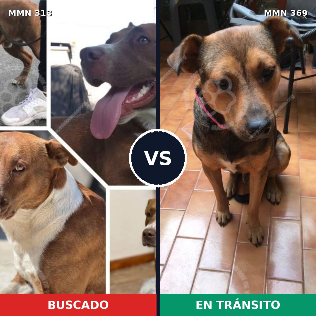 Comparativa MMS 6399: mascota perdida y mascota encontrada, 75% de similitud