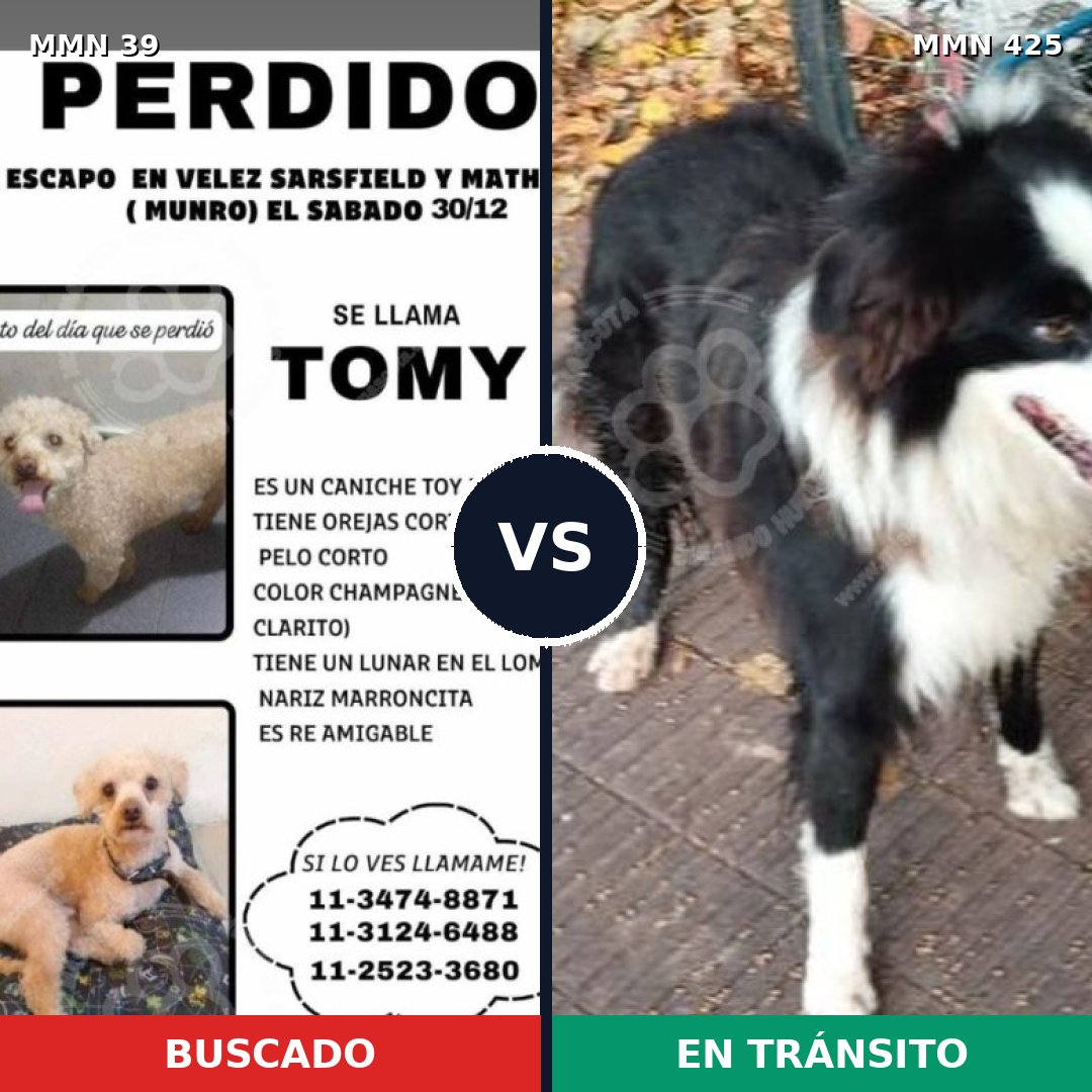 Comparativa MMS 64: mascota perdida y mascota encontrada, 26% de similitud