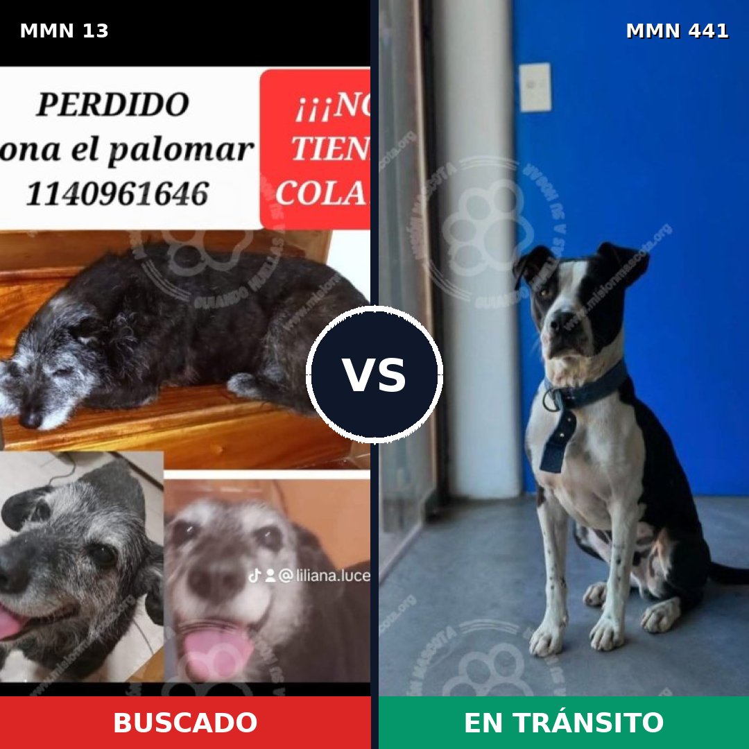 Comparativa MMS 640: mascota perdida y mascota encontrada, 71% de similitud