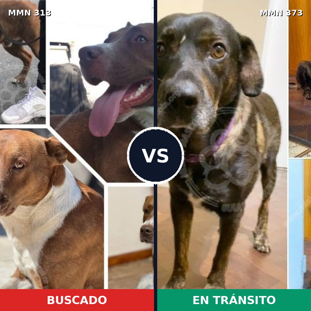 Comparativa MMS 6400: mascota perdida y mascota encontrada, 66% de similitud