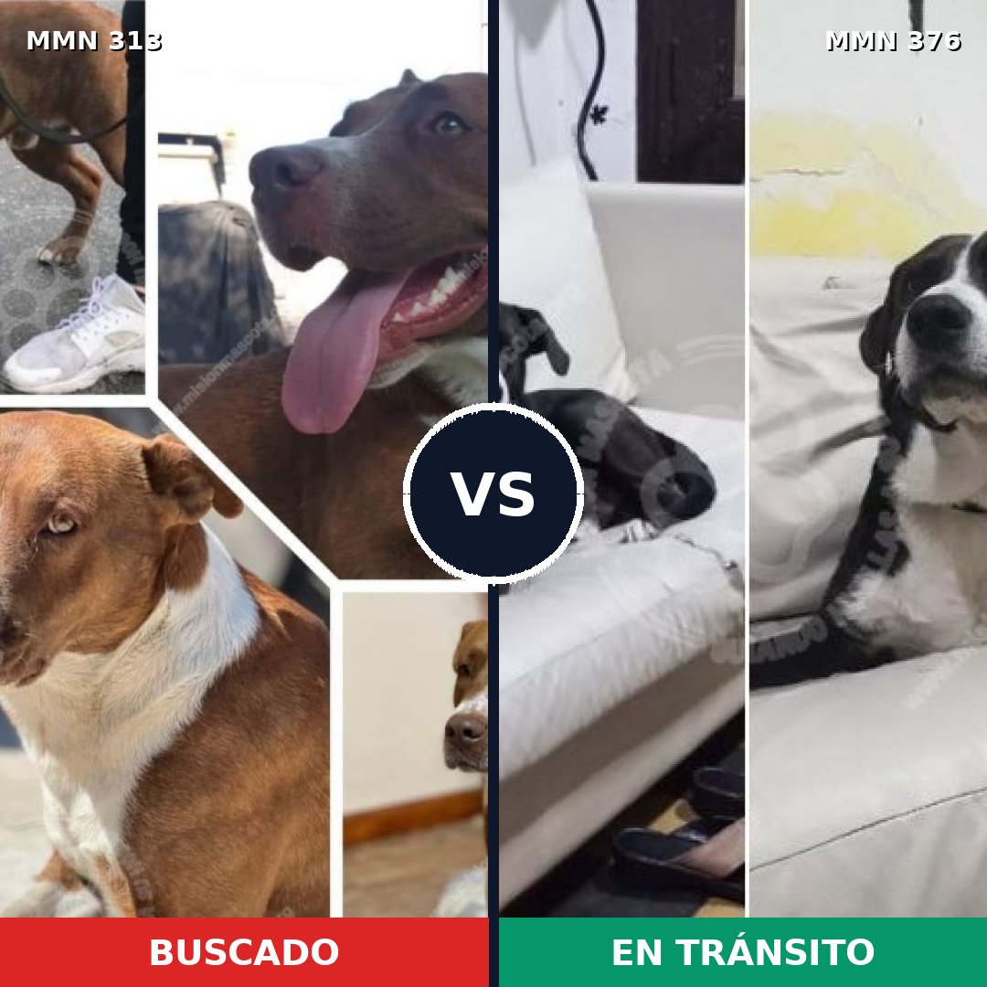 Comparativa MMS 6401: mascota perdida y mascota encontrada, 57% de similitud