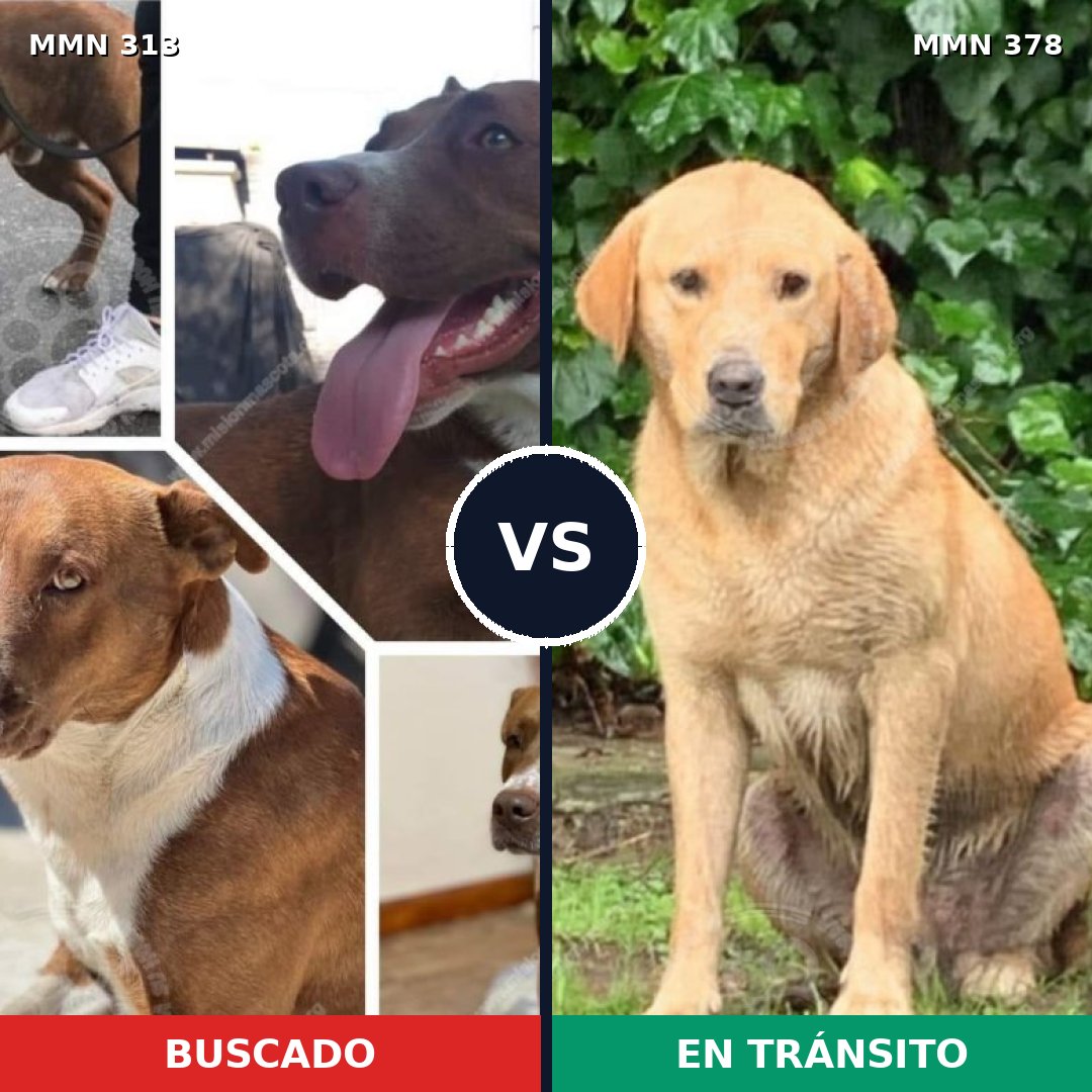 Comparativa MMS 6402: mascota perdida y mascota encontrada, 17% de similitud
