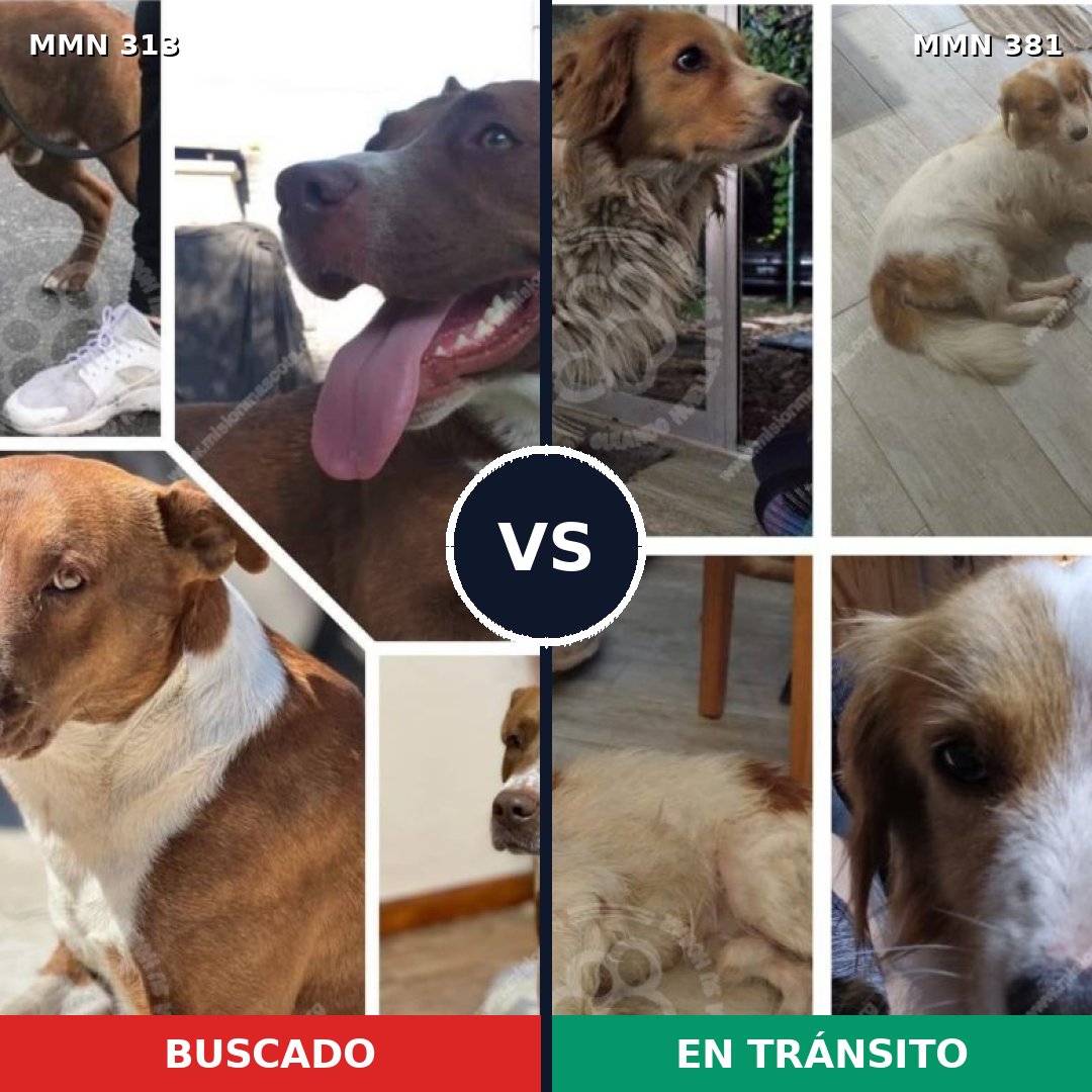 Comparativa MMS 6403: mascota perdida y mascota encontrada, 57% de similitud