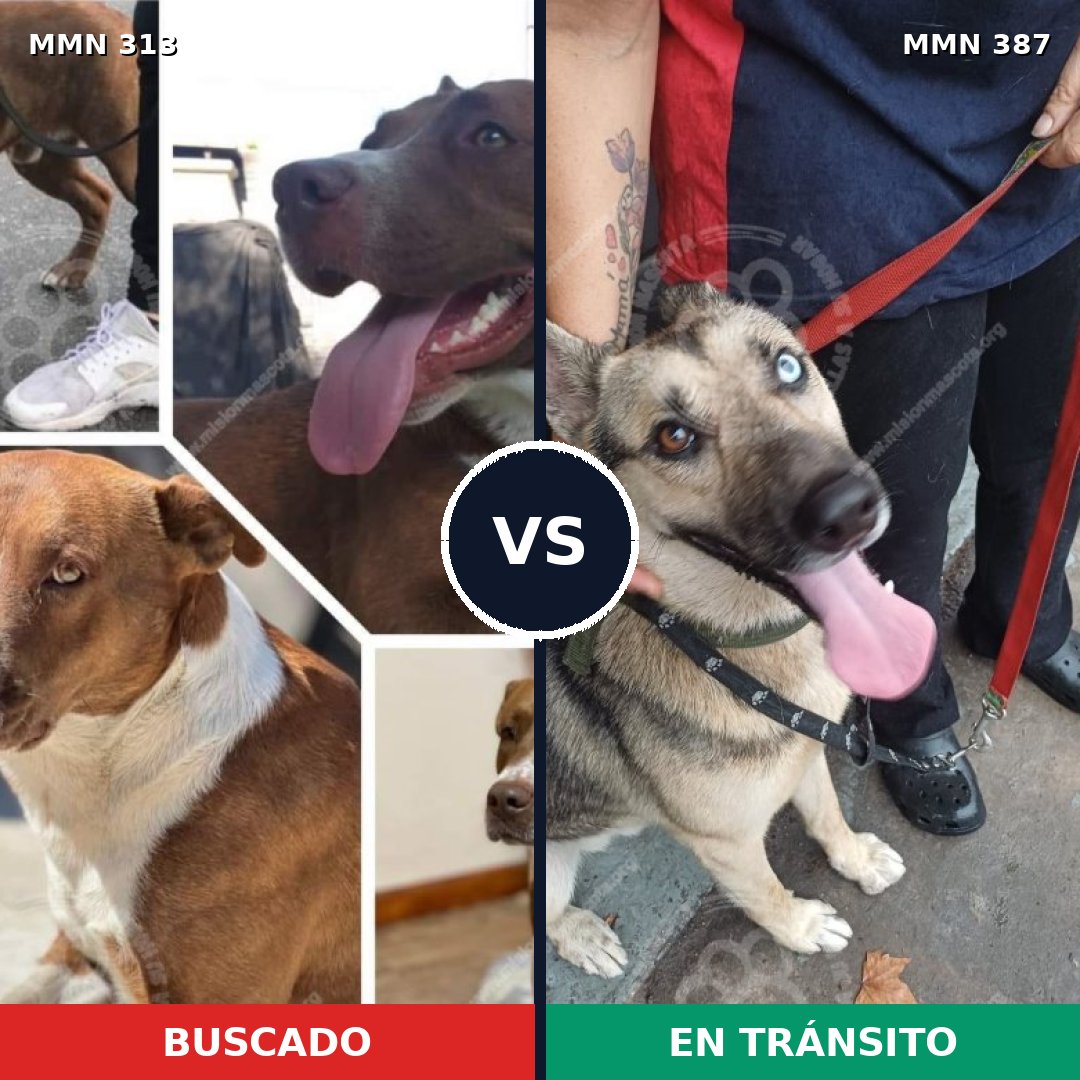 Comparativa MMS 6404: mascota perdida y mascota encontrada, 67% de similitud