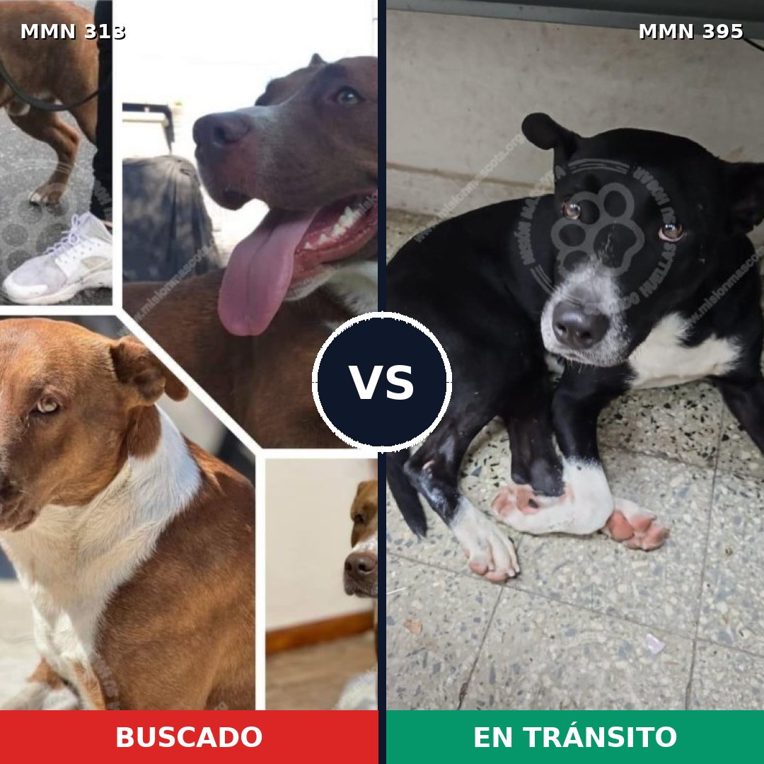 Comparativa MMS 6405: mascota perdida y mascota encontrada, 55% de similitud
