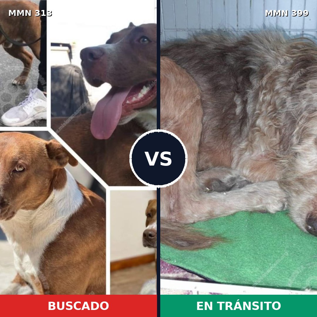 Comparativa MMS 6406: mascota perdida y mascota encontrada, 59% de similitud