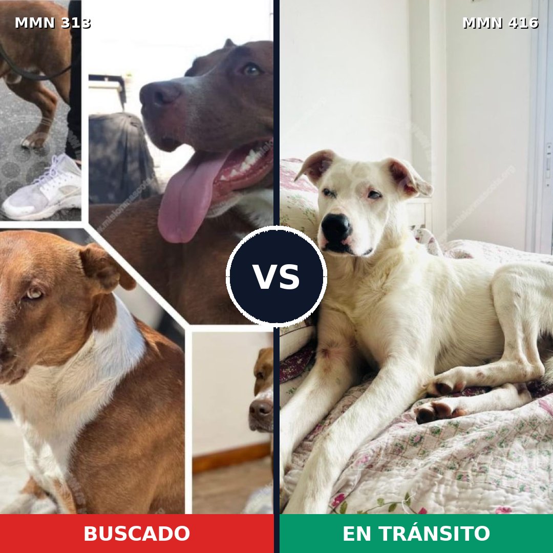 Comparativa MMS 6407: mascota perdida y mascota encontrada, 16% de similitud
