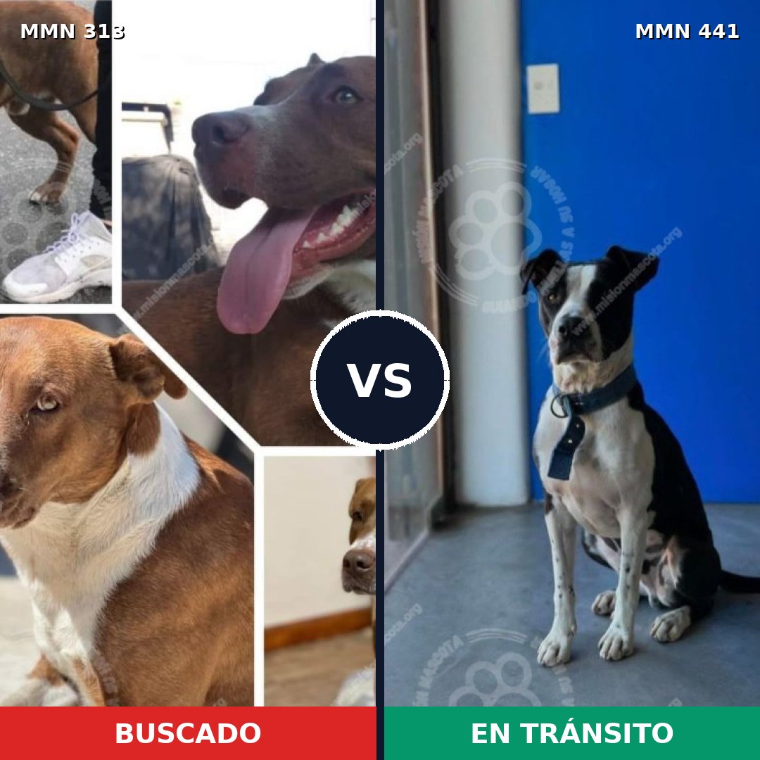 Comparativa MMS 6410: mascota perdida y mascota encontrada, 15% de similitud