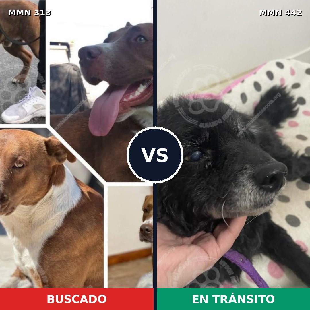 Comparativa MMS 6411: mascota perdida y mascota encontrada, 57% de similitud