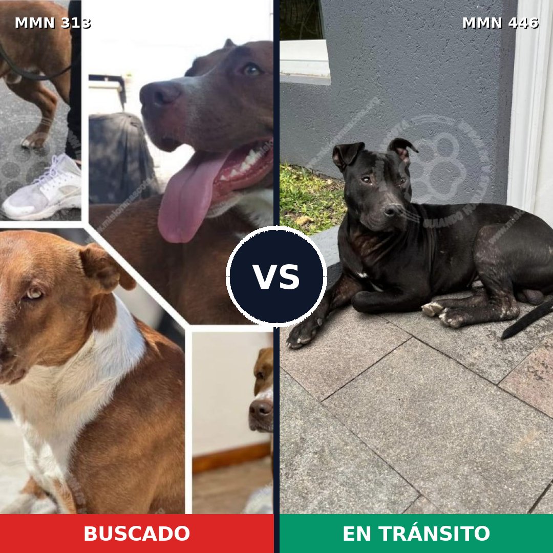 Comparativa MMS 6412: mascota perdida y mascota encontrada, 55% de similitud