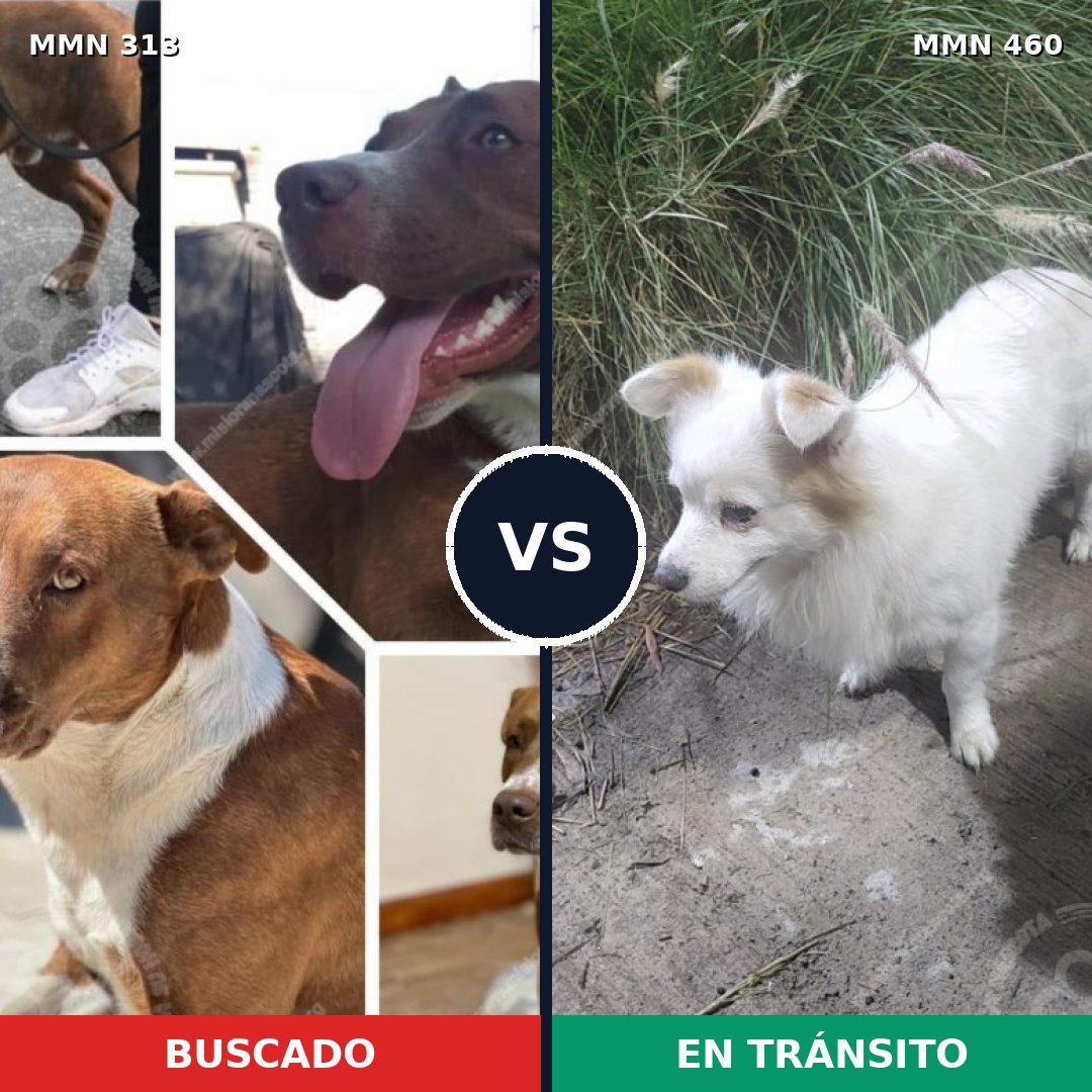 Comparativa MMS 6414: mascota perdida y mascota encontrada, 59% de similitud