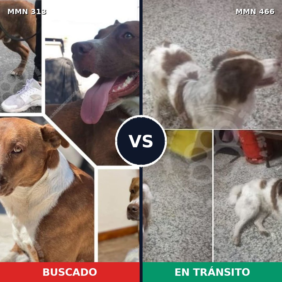 Comparativa MMS 6415: mascota perdida y mascota encontrada, 68% de similitud
